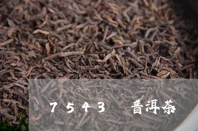 7543 普洱茶/2023041306371